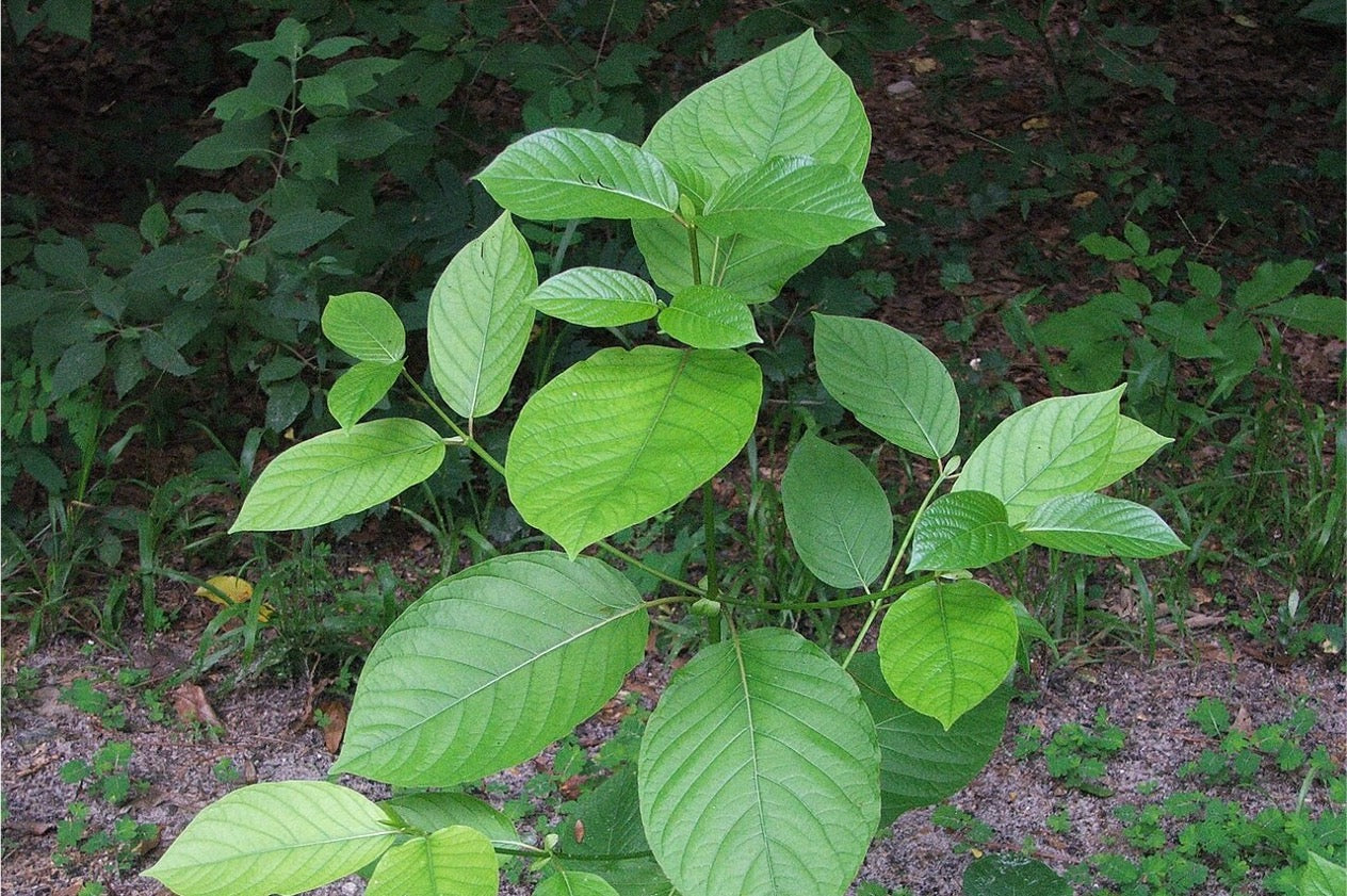 Shilajit vs Kratom: Uses & Side Effects