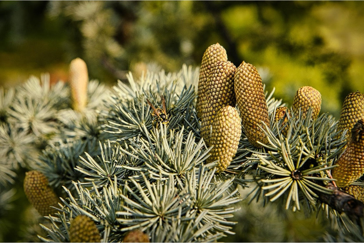 Shilajit vs Pine Pollen: Which is Better for Testosterone?