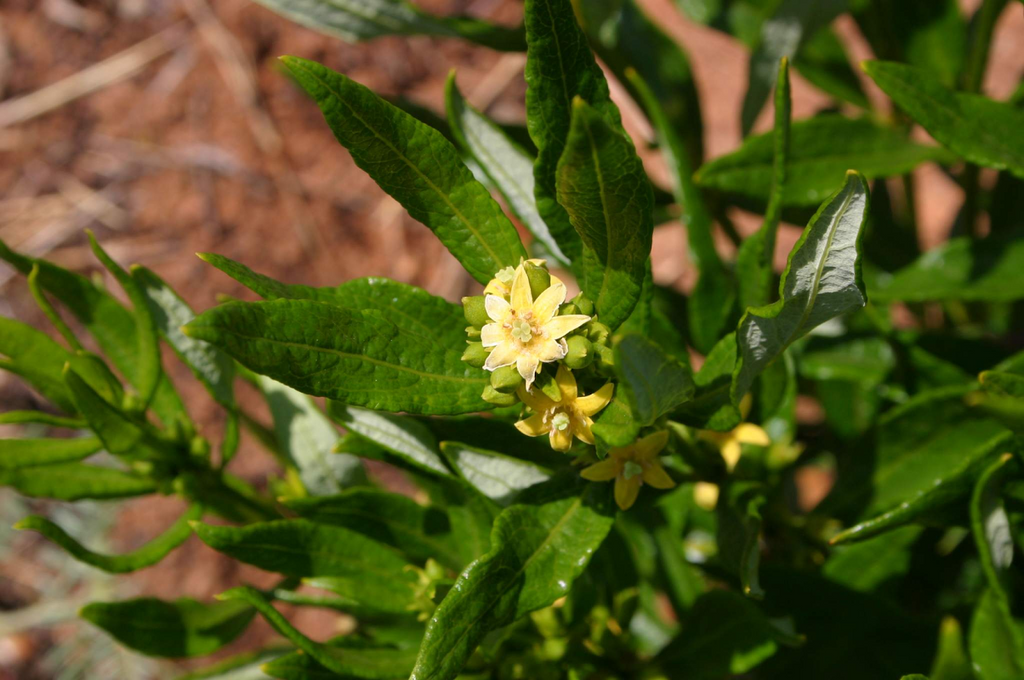 Shilajit vs Fadogia Agrestis: Which is Better?
