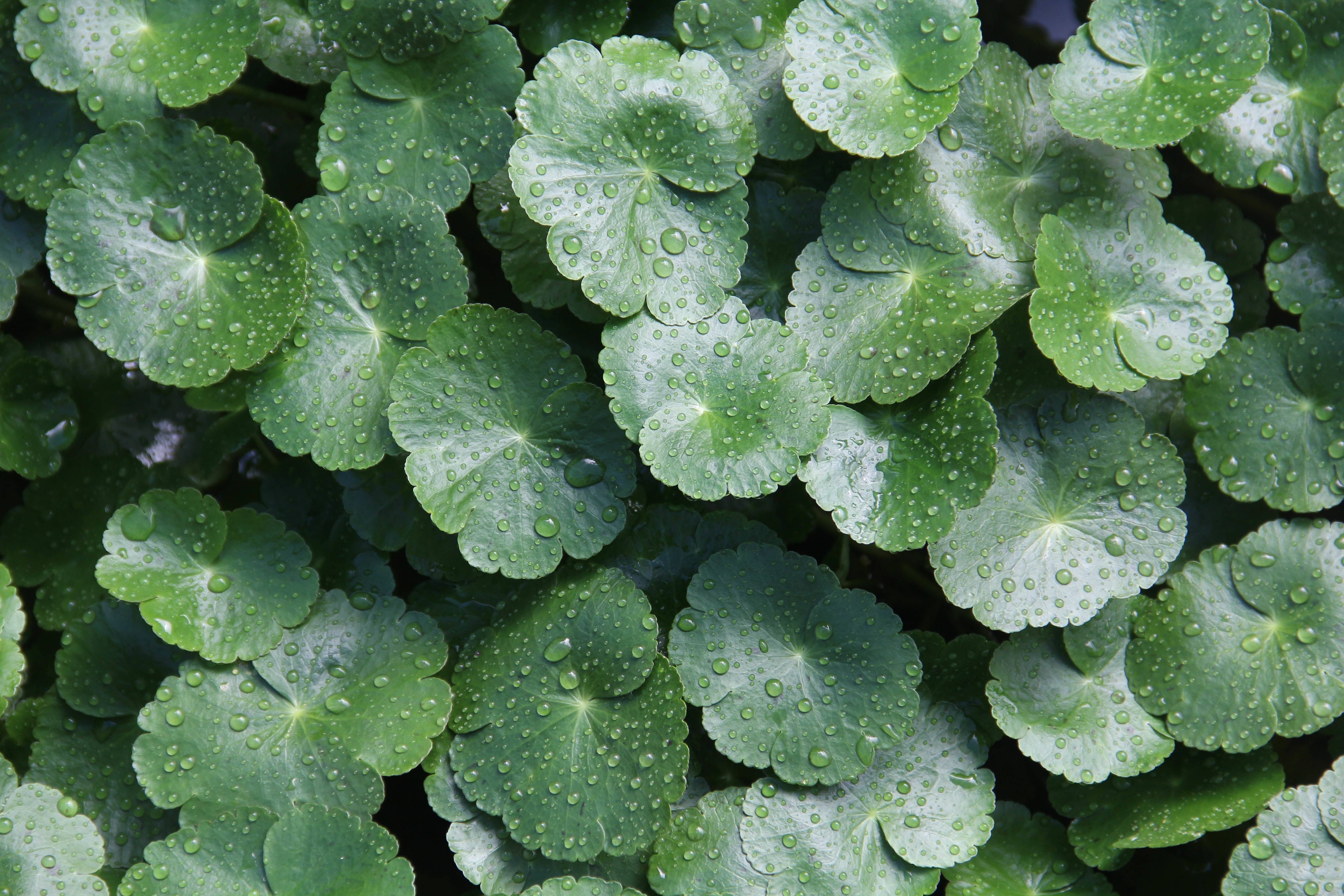 Shilajit vs Brahmi: Uses, Benefits & Downsides