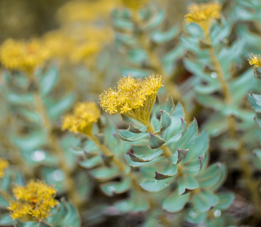 Shilajit vs. Rhodiola Rosea: Which Is Better for Stress and Energy?