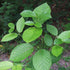 Shilajit vs Kratom: Uses & Side Effects