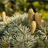 Shilajit vs Pine Pollen: Which is Better for Testosterone?