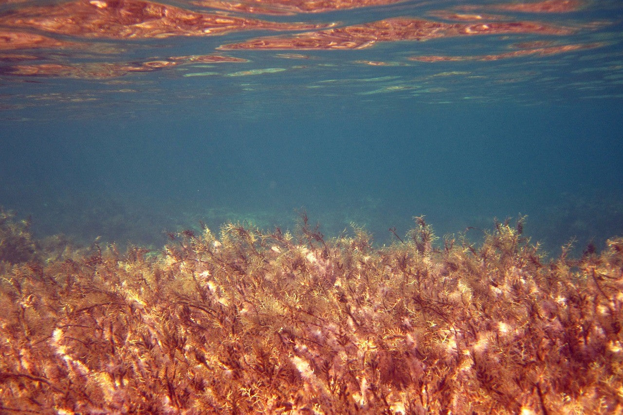 An underwater view of a dense bed of seaweed or red algae swaying in the ocean current.