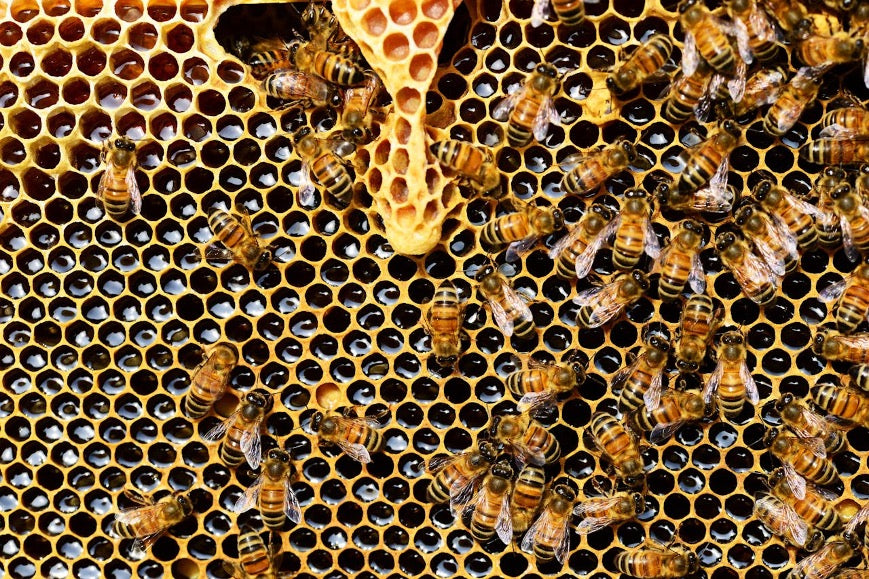 Shilajit vs Propolis: Uses & Side Effects