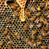 Shilajit vs Propolis: Uses & Side Effects