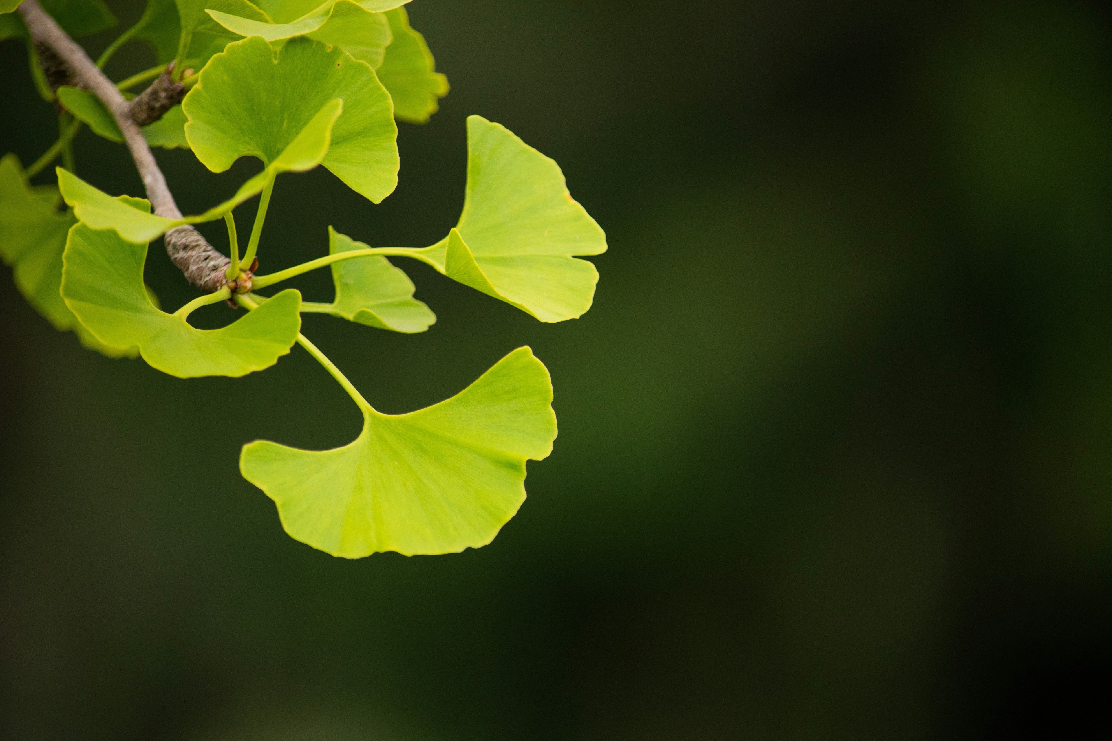 Shilajit vs. Ginkgo Biloba: Uses, Benefits & Side Effects