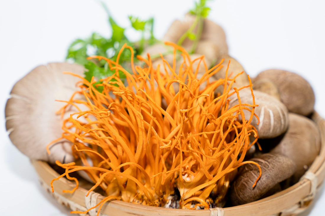 Shilajit vs Cordyceps: Uses, Benefits & Downsides