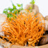 Shilajit vs Cordyceps: Uses, Benefits & Downsides