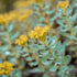 Shilajit vs. Rhodiola Rosea: Which Is Better for Stress and Energy?